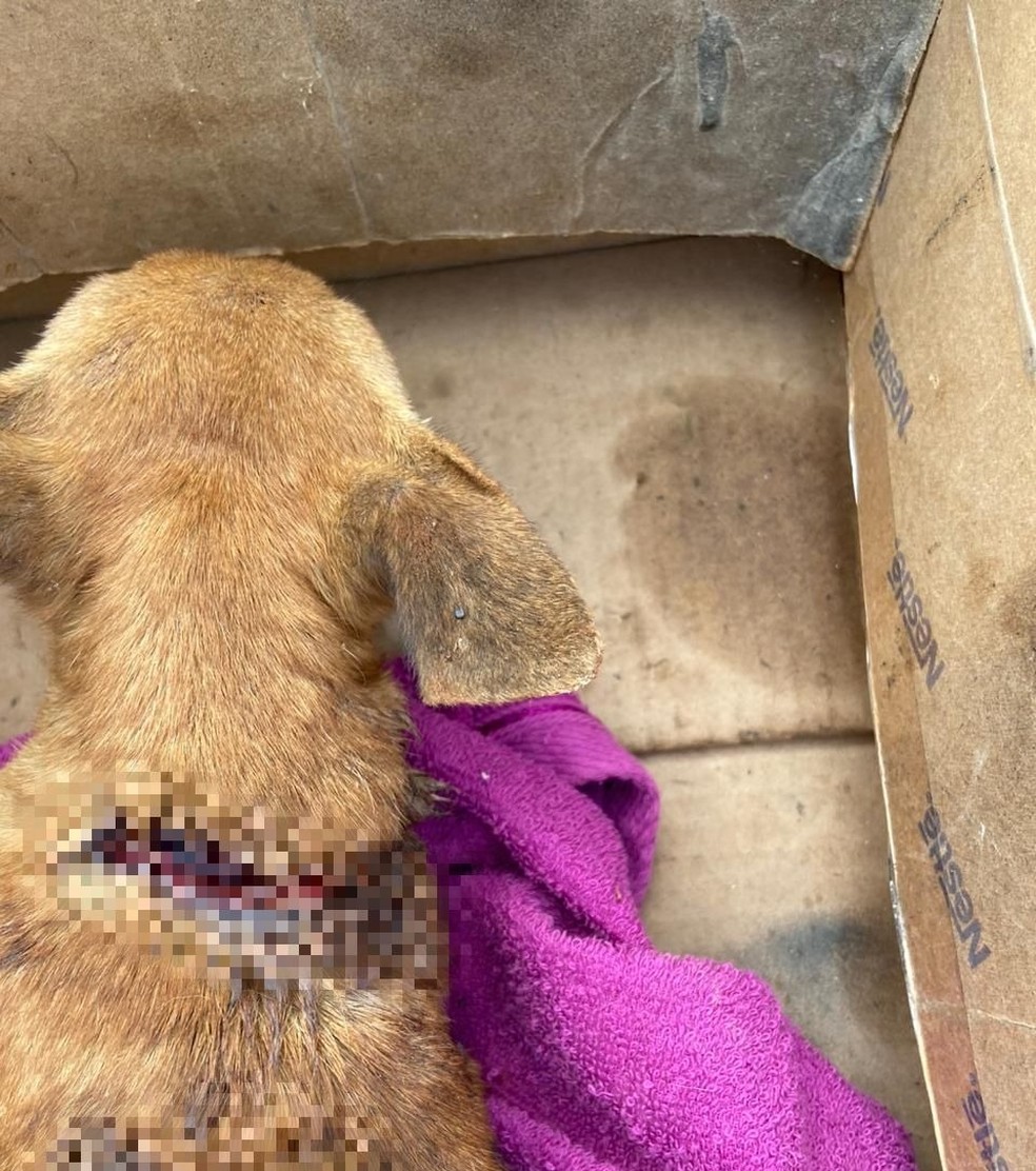 Cachorro esfaqueado foi encaminhado para cuidados médicos — Foto: Divulgação /PC-PI