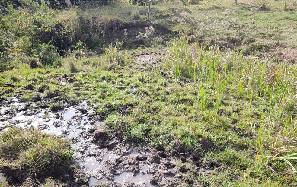 Projeto pretende recuperar áreas degradas para duplicar a produção em todo o estado — Foto: Divulgação