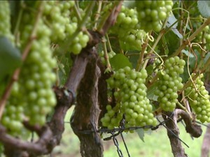 Vinicóla de Divinolândia produziu melhor vinho branco do país (Foto: Eder Ribeiro/EPTV)