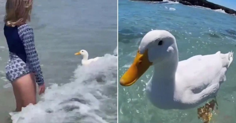 Pato vira celebridade na Austrália por habilidade em surfar (Foto: Reprodução/Instagram)