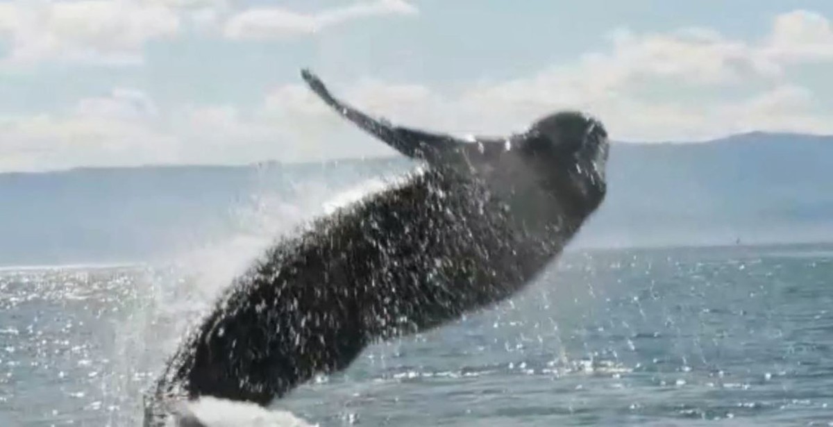 Observation en haute mer : la côte de São Paulo reçoit la « visite » des baleines à bosse |  Folkland