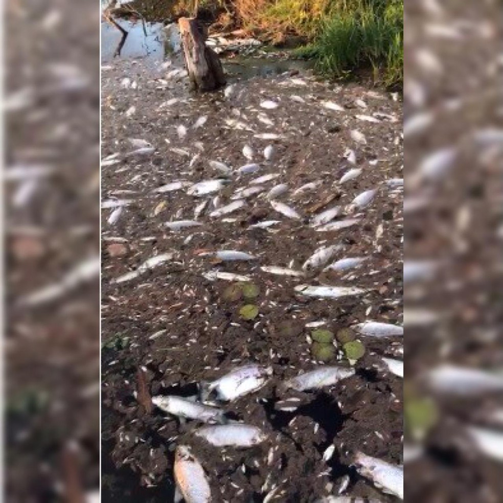 Peixes foram encontrados mortos no Rio Teles Pires  — Foto: Divulgação
