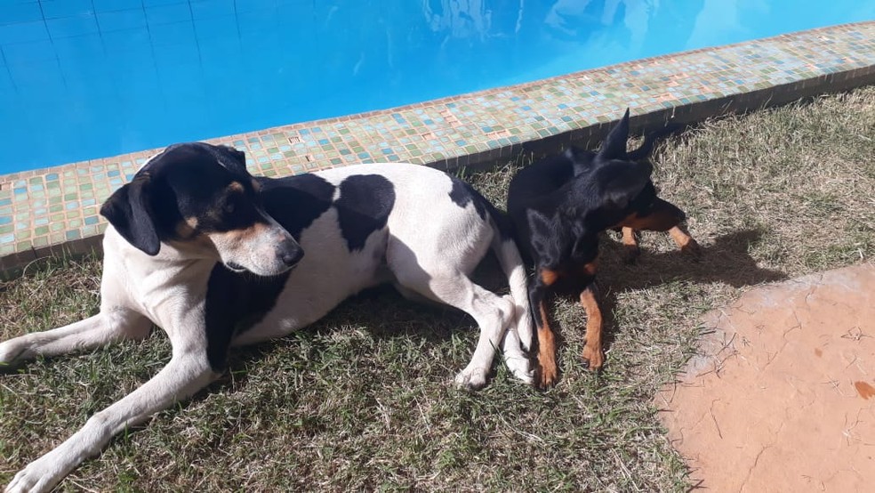 Animais resgatados pelo grupo ficam em lares temporários até a adoção — Foto: Marília Diniz/ Arquivo pessoal