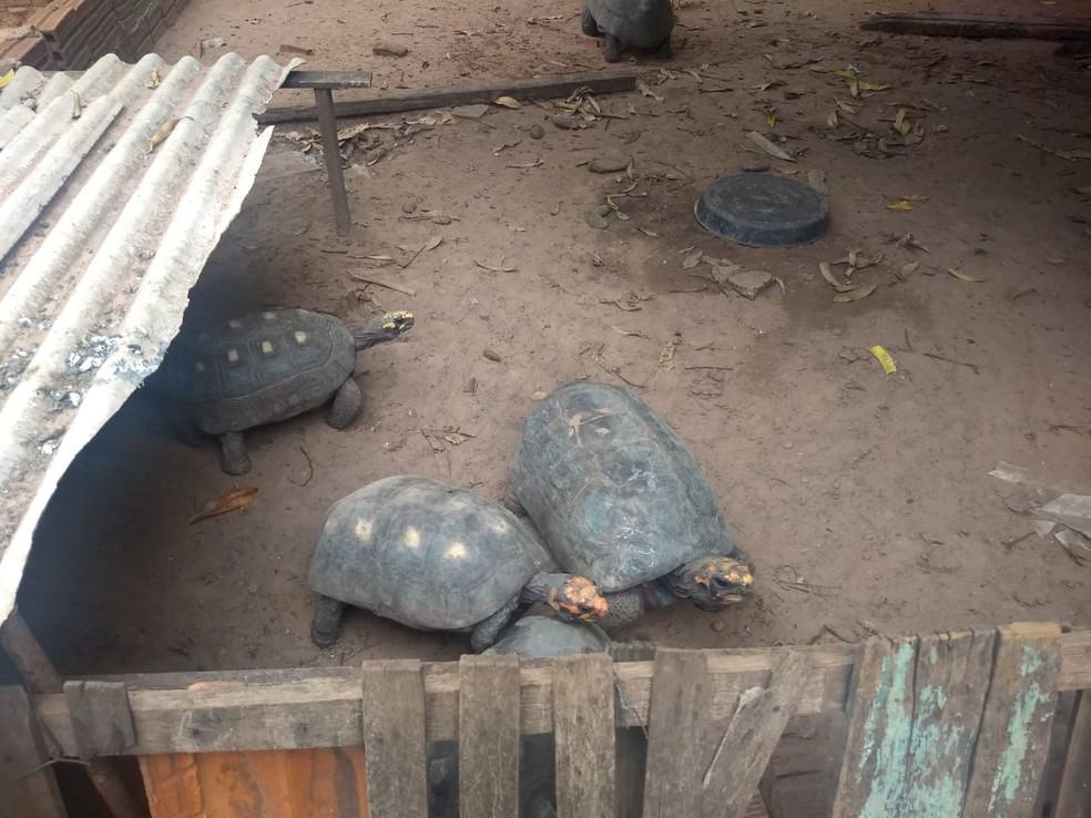 Polícia Ambiental resgata jabutis mantidos em cativeiro — Foto: Polícia Ambiental 