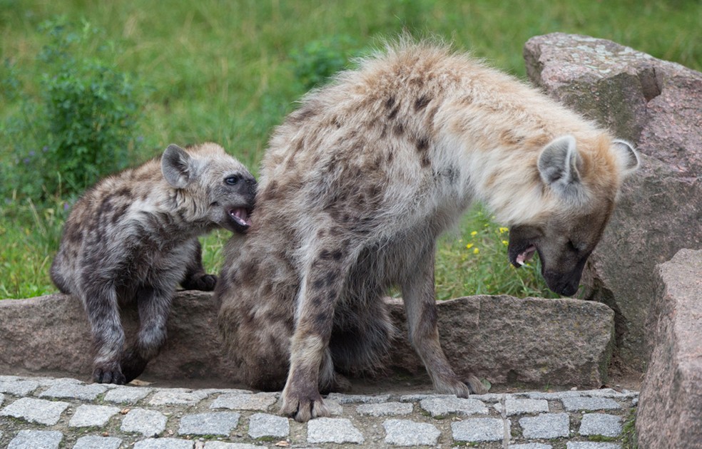 As hienas fêmeas são maiores que os machos e determinam a direção em que o grupo deve seguir — Foto: JOERG CARSTENSEN/AFP