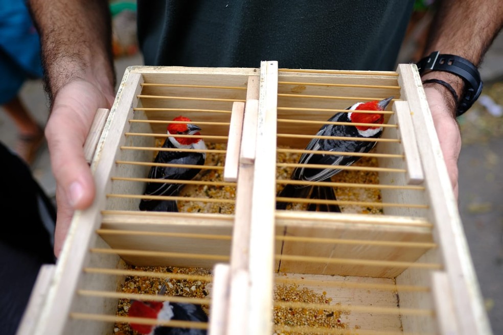 Animais apreendidos estavam em gaiolas na feira livre de Arapiraca — Foto: Jonathan Lins/MP-AL