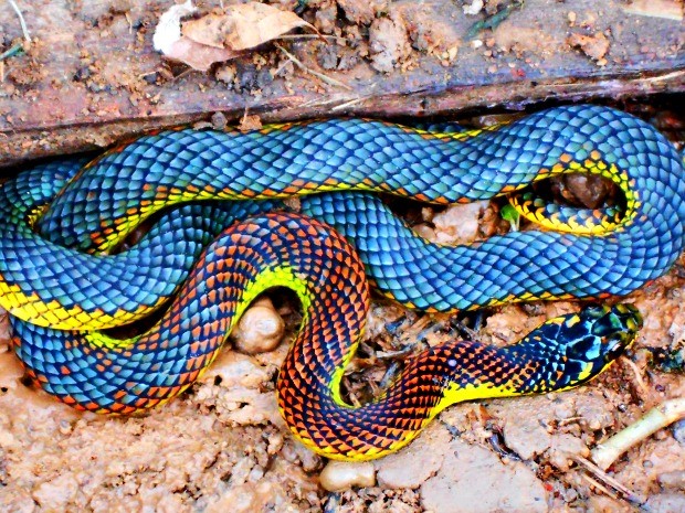 Uma cobra azul, vermelha e amarela senta-se em uma rocha.