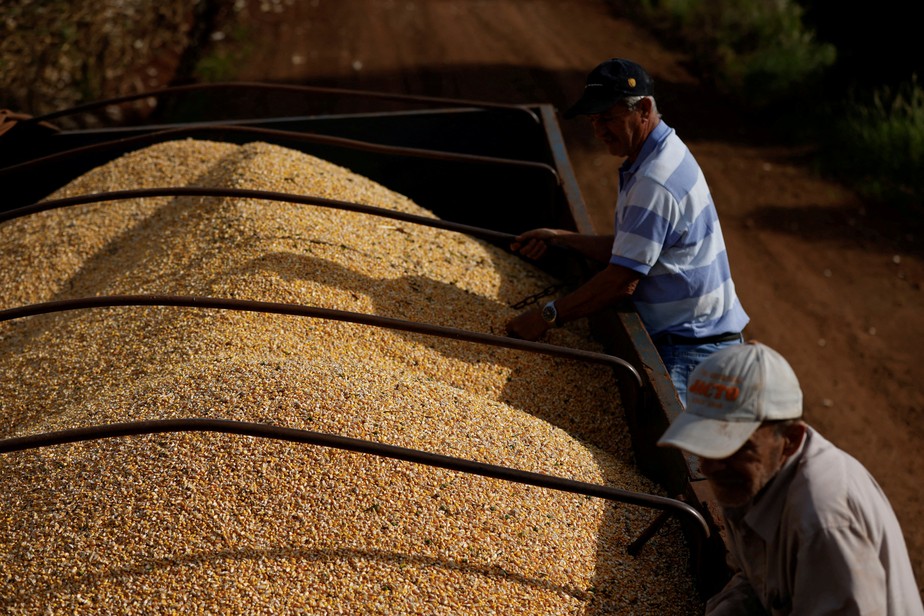 Avanço da colheita de milho de verão gera expectativa de maior oferta  de milho no curto prazo e pressiona preços do grão