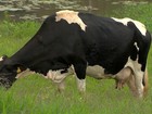Produtores de leite em Minas Gerais enfrentam dificuldades