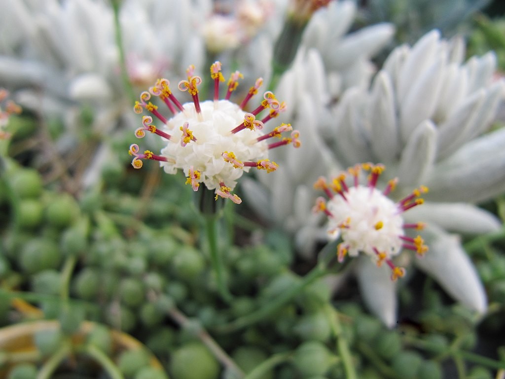 As pequenas flores brancas da colar-de-pérolas têm aroma parecido com o da canela  (Foto: Leonora Enking / Wikimedia Commons)