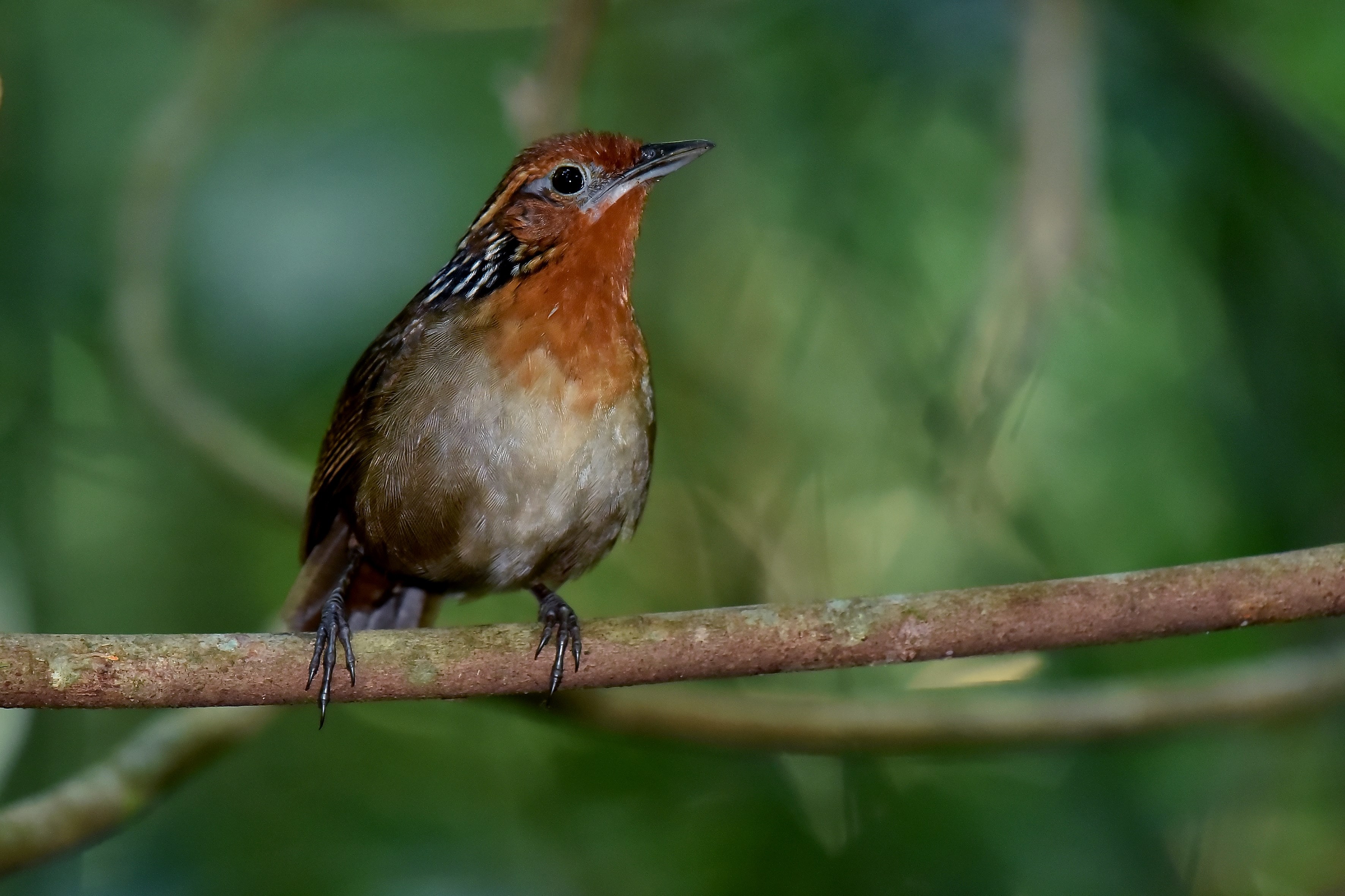 Sob efeito do aquecimento global, aves estão ficando menores na Amazônia