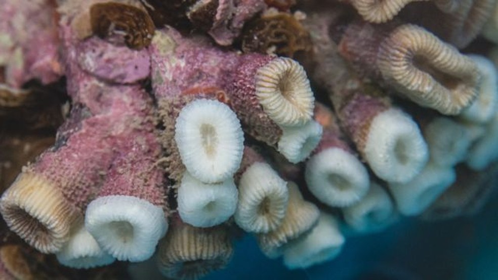 O aquecimento do oceano faz com que os corais sofram um processo de branqueamento — Foto: Mari Lopes/Divulgação