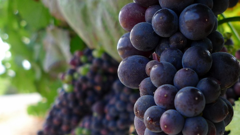 vinho-pinot-noir-vinicola-vinhedo (Foto: bbarrettjr/CCommons)