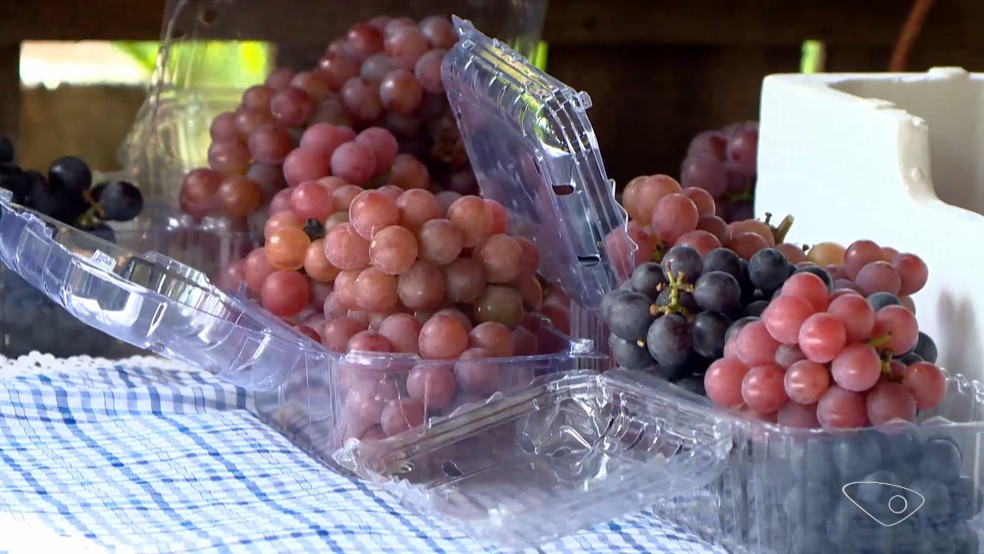 Comercialização de uvas corresponde a 70% da renda de produtor rural de Guarapari, ES. — Foto: Reprodução/TV Gazeta