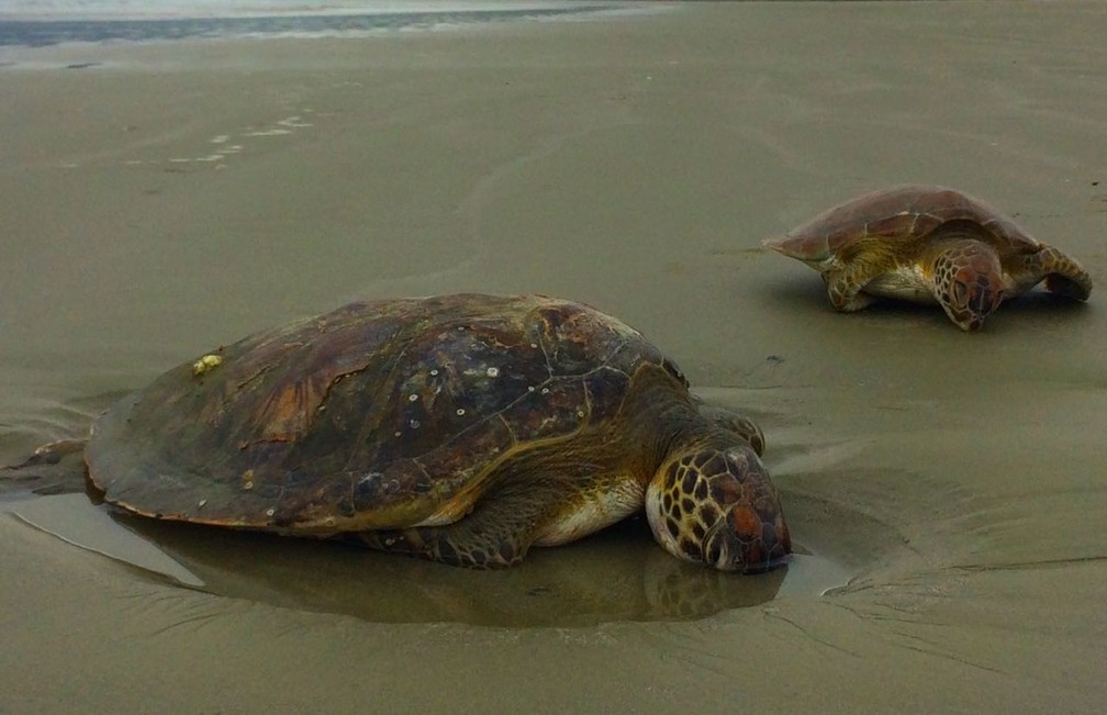 Turtles were found dead on Fazenda Beach in Ubatuba (Photo: Peterson Grecco / TV Vanguarda)