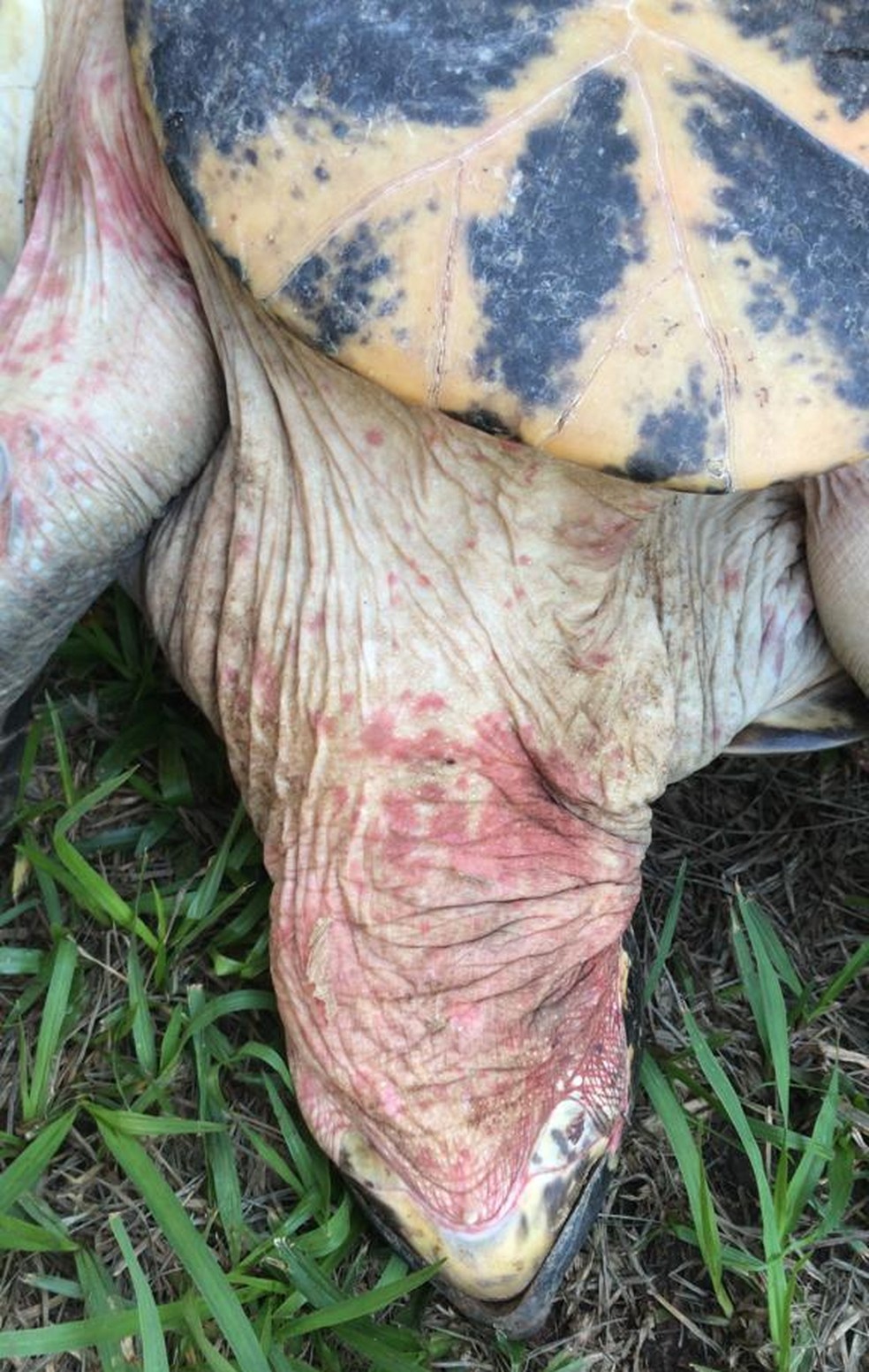 Tartaruga com vermelhidão no pescoço — Foto: Polícia Civil/Divulgação