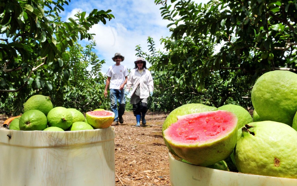 Frutas colhidas na propriedade do casal de produtores, em Brazlândia — Foto: Tony Winston/Agência Brasília