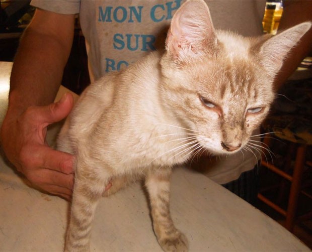 Casal de Cedar Creek reencontrou gata de estimação que estava sumida havia dois anos (Foto: Reprodução/Facebook/Sharen Armstrong-Maitland )