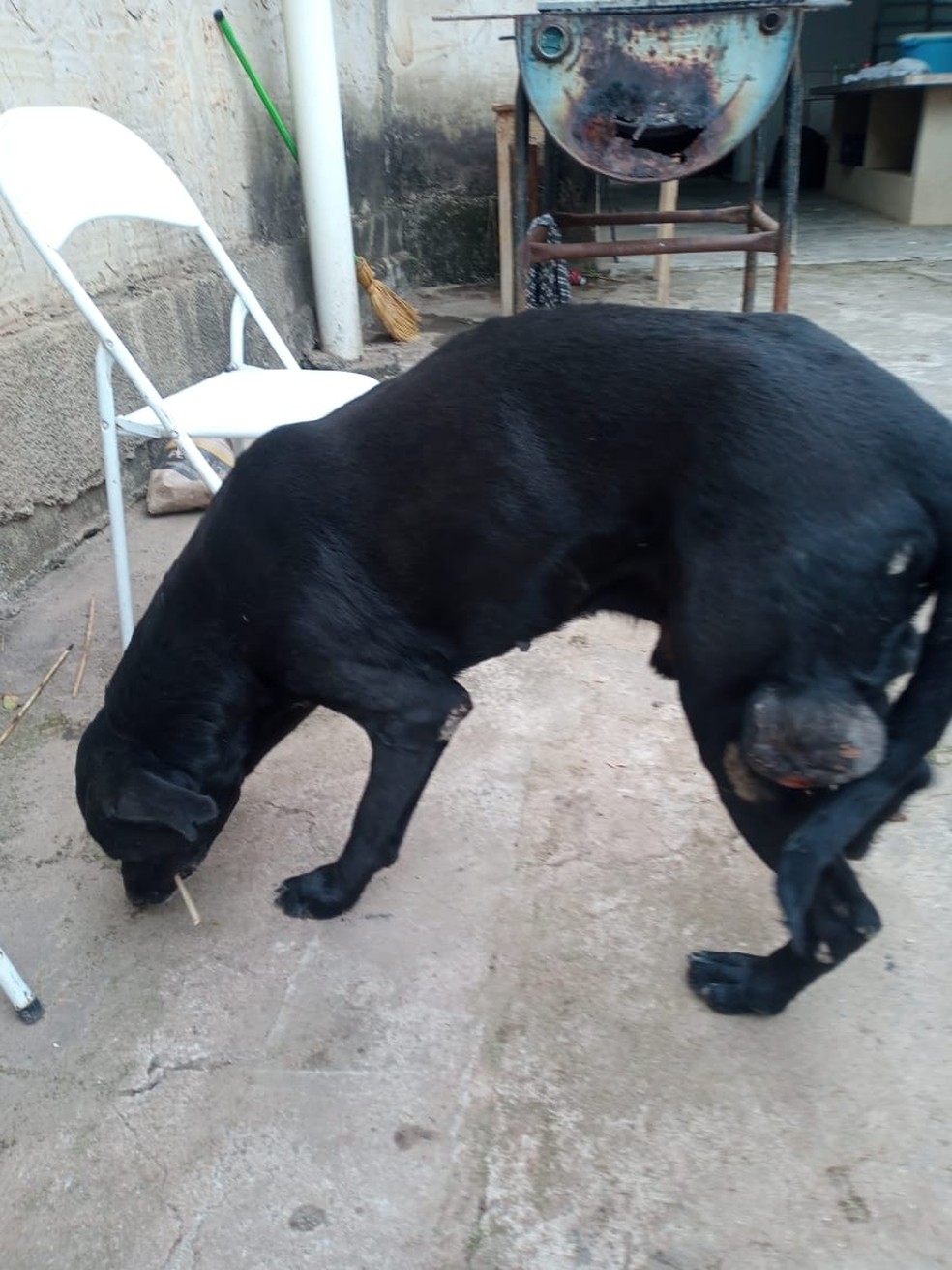 Cão resgatado nesta segunda-feira tem tumor na perna — Foto: Divulgação/ Prefeitura de Piracicaba