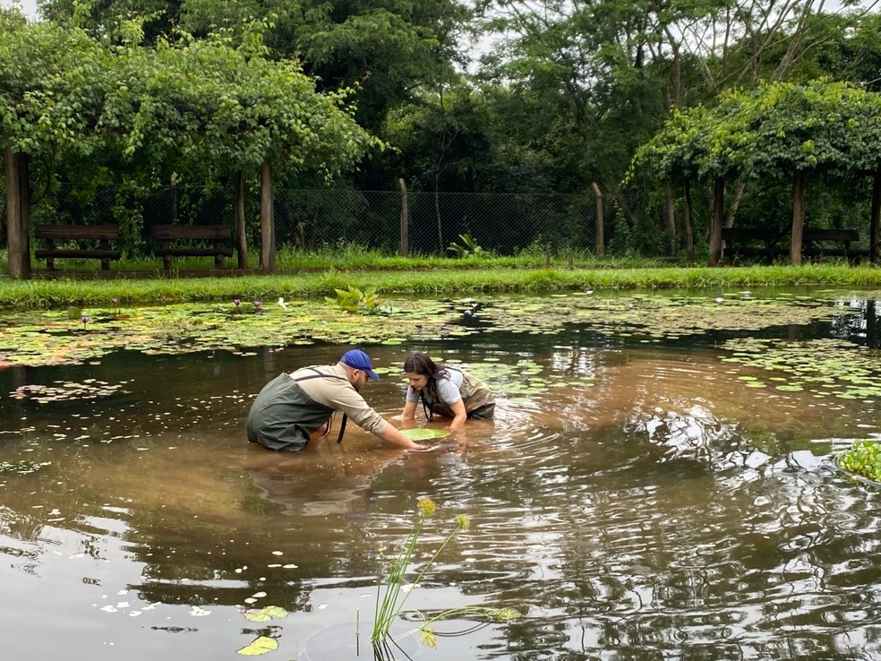 Muda da vitória-régia doada para o Jardim Botânico está plantada em um grande vaso submerso no lago de plantas aquáticas do parque — Foto: Prefeitura de Bauru/Divulgação