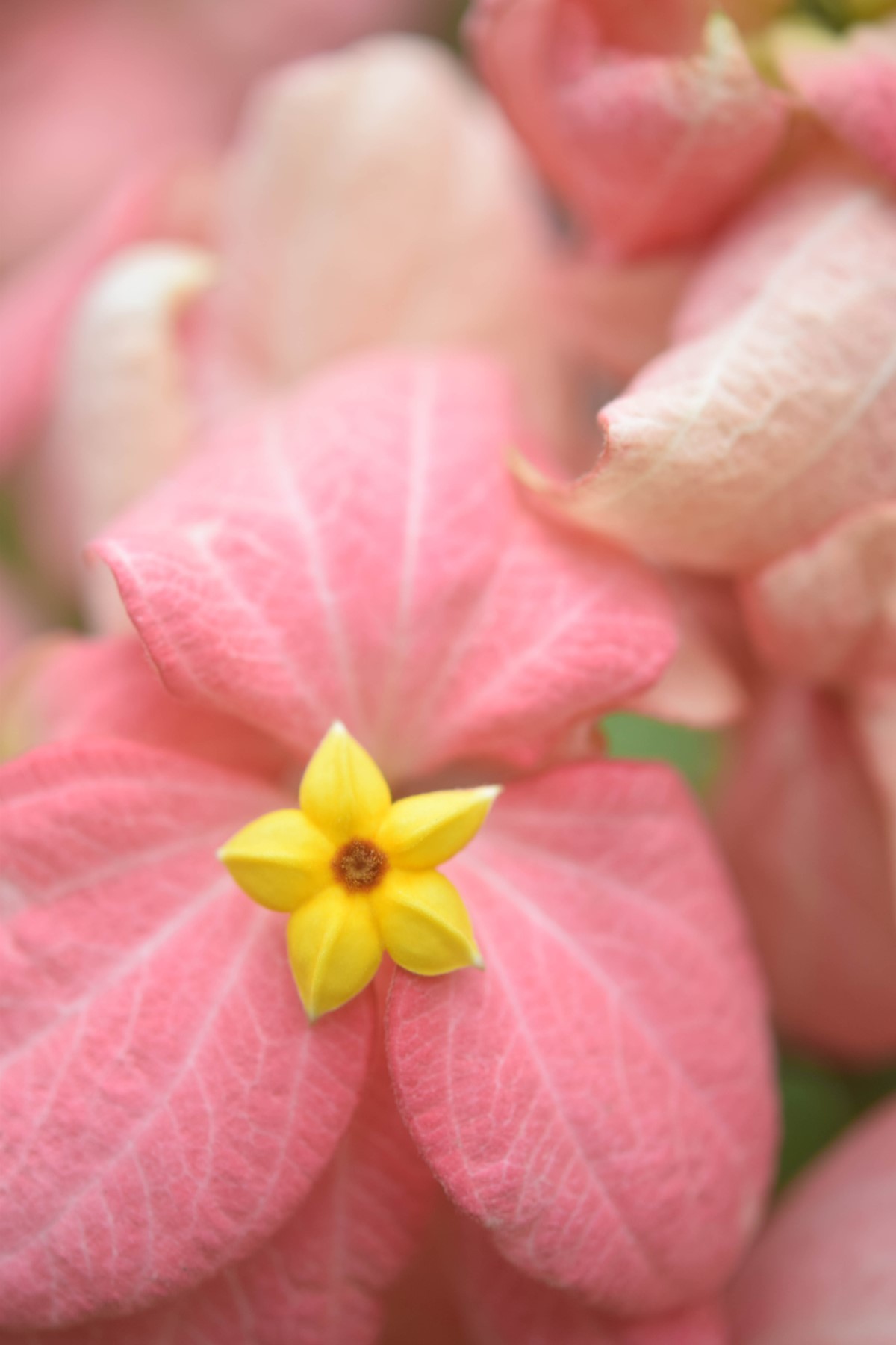 As flores da Mussaenda alicia são pequenas e tem floração de cor amarela (Foto: Unsplash / rminedaisy   / CreativeCommons)