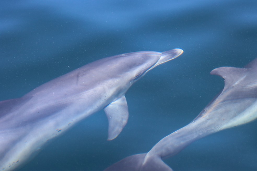 Ele realizou o vídeo de um bando de golfinhos que acompanhava sua embarcação na semana passada — Foto: Rafael Mesquita