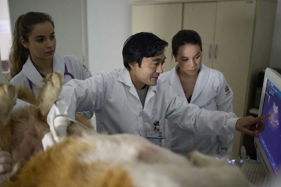 Especializações em Medicina Veterinária acompanham tendências do setor — Foto: PUCPR