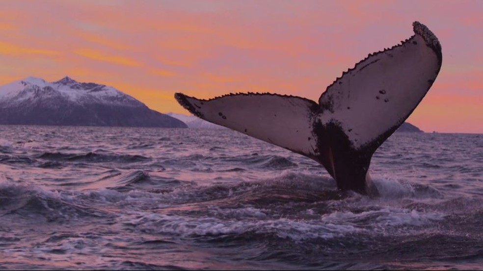 Baleia dá um show de beleza no mar da Noruega — Foto: Globo Repórter