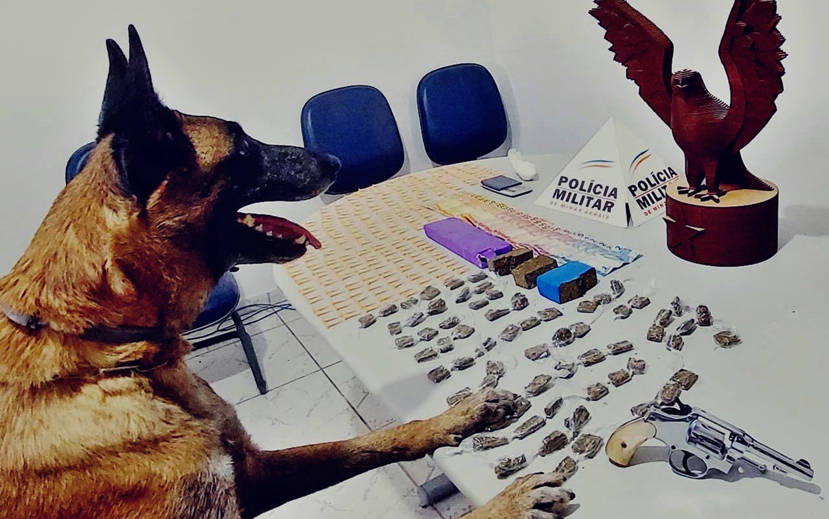 Jornada de trabalho de 8h e treinos diários: conheça 'Eva', a cadela da PM que tem se destacado em operações em MG