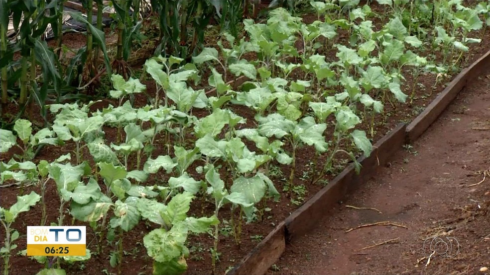Lote Baldio E Transformado Em Horta E Gera Renda Para Moradores Em Palmas Tocantins G1