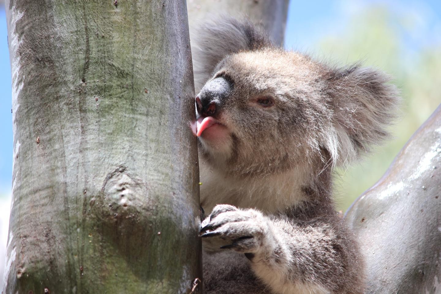 Cientistas descobriram que coalas bebem a água que cai das chuvas pelos troncos das árvores (Foto: Reprodução/Echidna Walkabout and Koala Clancy Foundation)