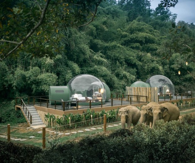 Resort na Tailândia tem acomodações transparentes em meio à selva para quem deseja dormir com os elefantes  (Foto: Reprodução)