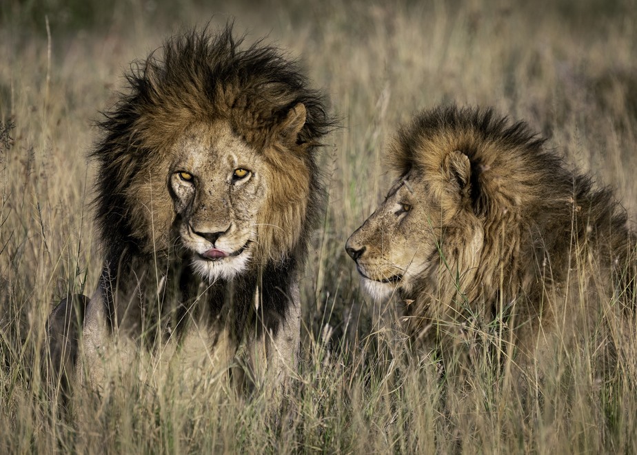 O ‘Rei Leão de Serengeti’, também conhecido pelo apelido de Bob Junior, e seu irmão mais novo, Tryggve