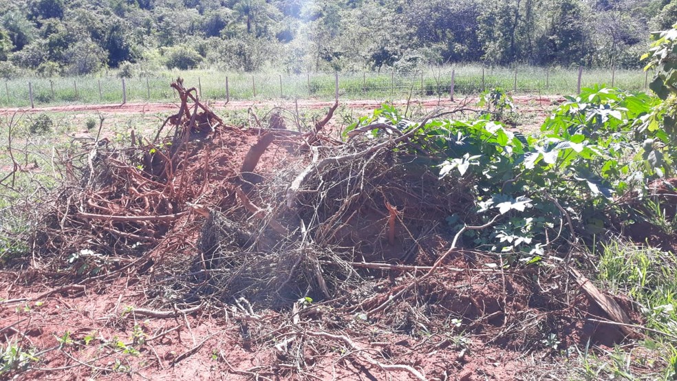 Imagens de satélite indicaram a derrubada de árvores em fazenda em Caiuá — Foto: Polícia Militar Ambiental