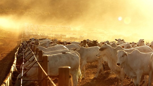 México abrirá mercado para a carne bovina brasileira na próxima semana