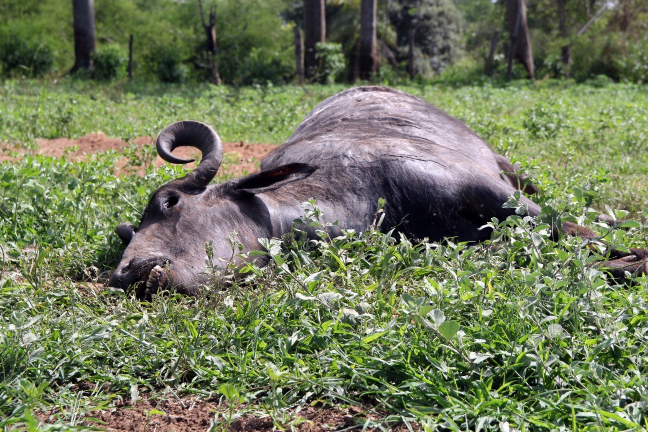 Carcaças de búfalas encontradas mortas em Brotas continuam expostas e sem autorização para serem enterradas