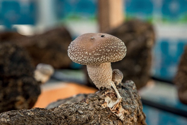 Lifestyle Serra da Mantiqueira - cogumelos do Refúgio do Shiitake (Foto: Caio Ferrari)