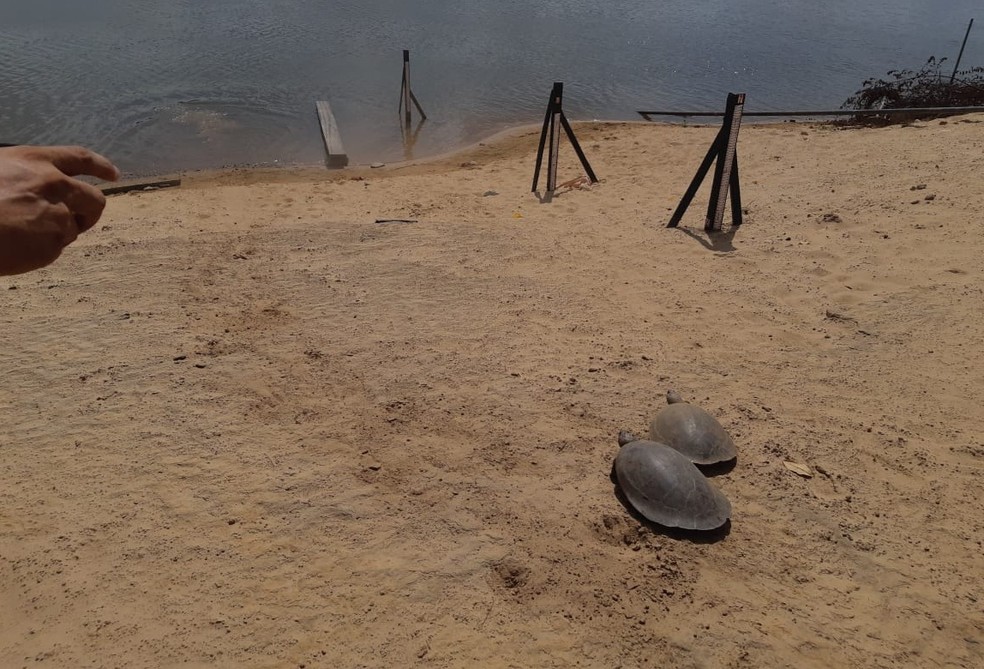 Os quelônios resgatados em Normandia, norte de Roraima, foram soltos no rio Tacutu — Foto: Divulgação/Femarh