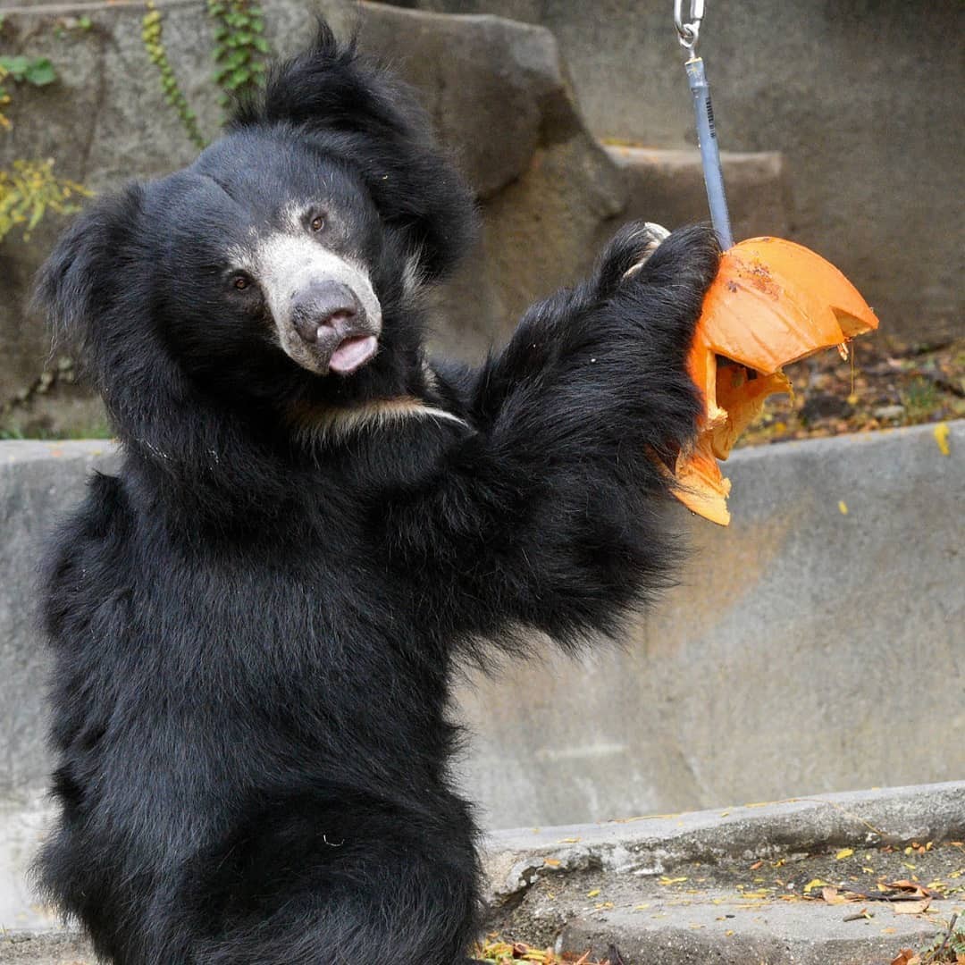 Animais recebem abóbora decorada para o Halloween em zoológico dos EUA (Foto: Reprodução / Instagram)