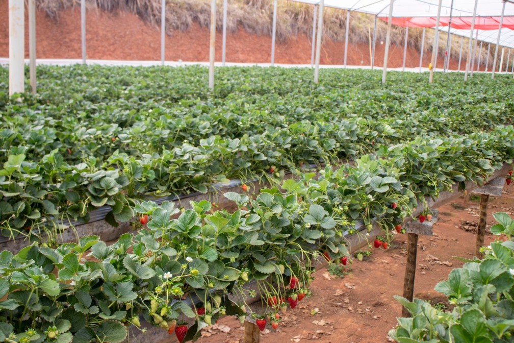 Plantação suspensa morango, Pouso Alegre (MG) — Foto: Braz Roberto Pereira
