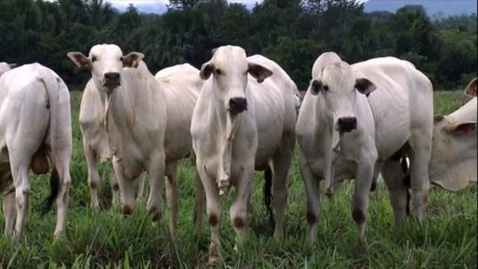 Em Mato Grosso, os animais no recebem nenhuma substncia anabolizante  Foto: Globo Rural