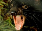 Mudança climática reduziu população de diabos-da-Tasmânia na Austrália