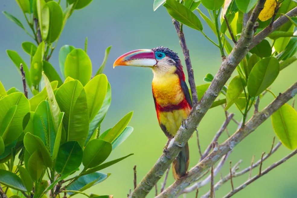 Coronavirus Fotografos Convertem Venda De Obras Em Cestas Basicas Para Familias Da Rmc Campinas E Regiao G1