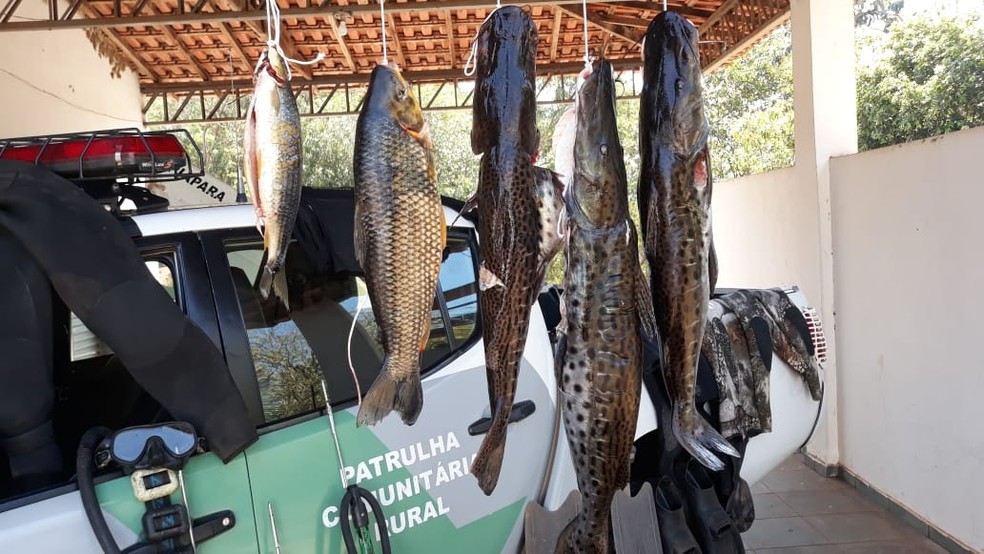 Polícia Ambiental apreendeu peixes e materiais usados para pesca subaquática — Foto: Polícia Ambiental