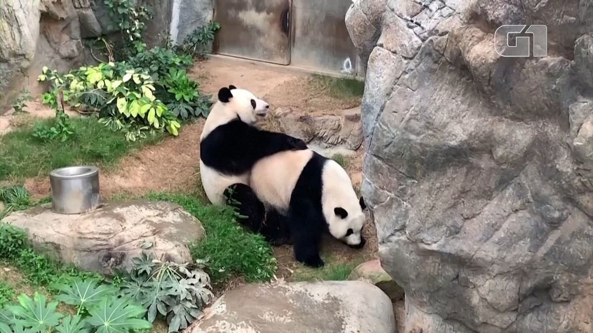 Em confinamento pelo coronavírus, casal de pandas volta a se acasalar depois de 10 anos em Hong Kong thumbnail