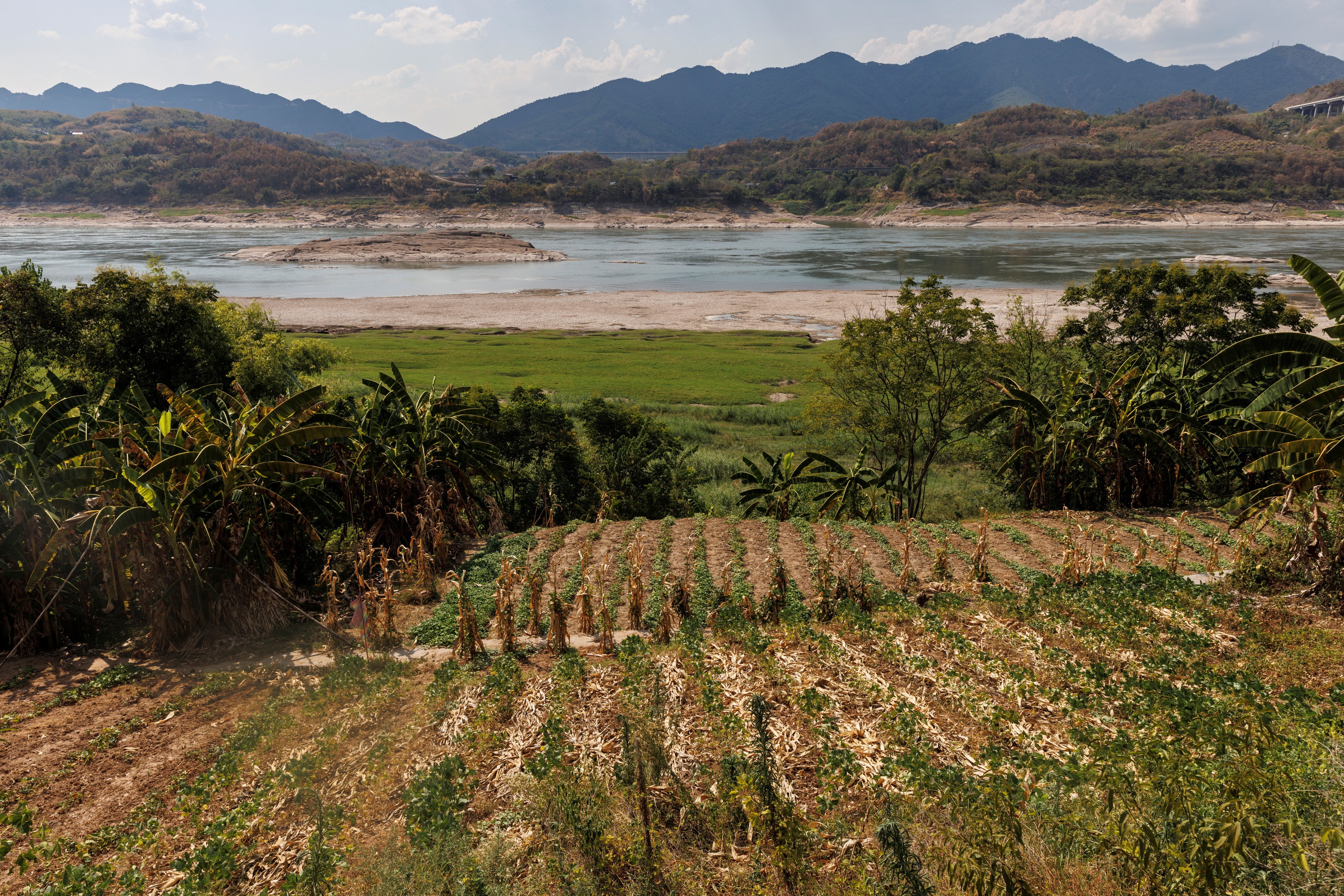Cultivos secos na margem do rio Yangtze, em Chongqing, China  (Foto: REUTERS/Thomas Peter)