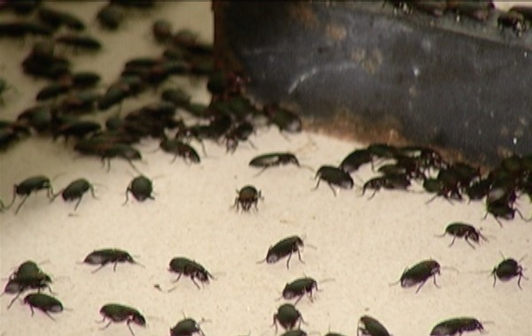 Infestacao Do Besouro Que Causa Queimaduras A Pele Tem Provocado Incomodo Em Januaria Grande Minas G1 Pode ser um pouco desagradável encontrar pequenos besouros pretos em casa, mas esses insetos são bem comuns e uma ou outra espécie pode ser encontrada em quase todas as casas. besouro que causa queimaduras a pele