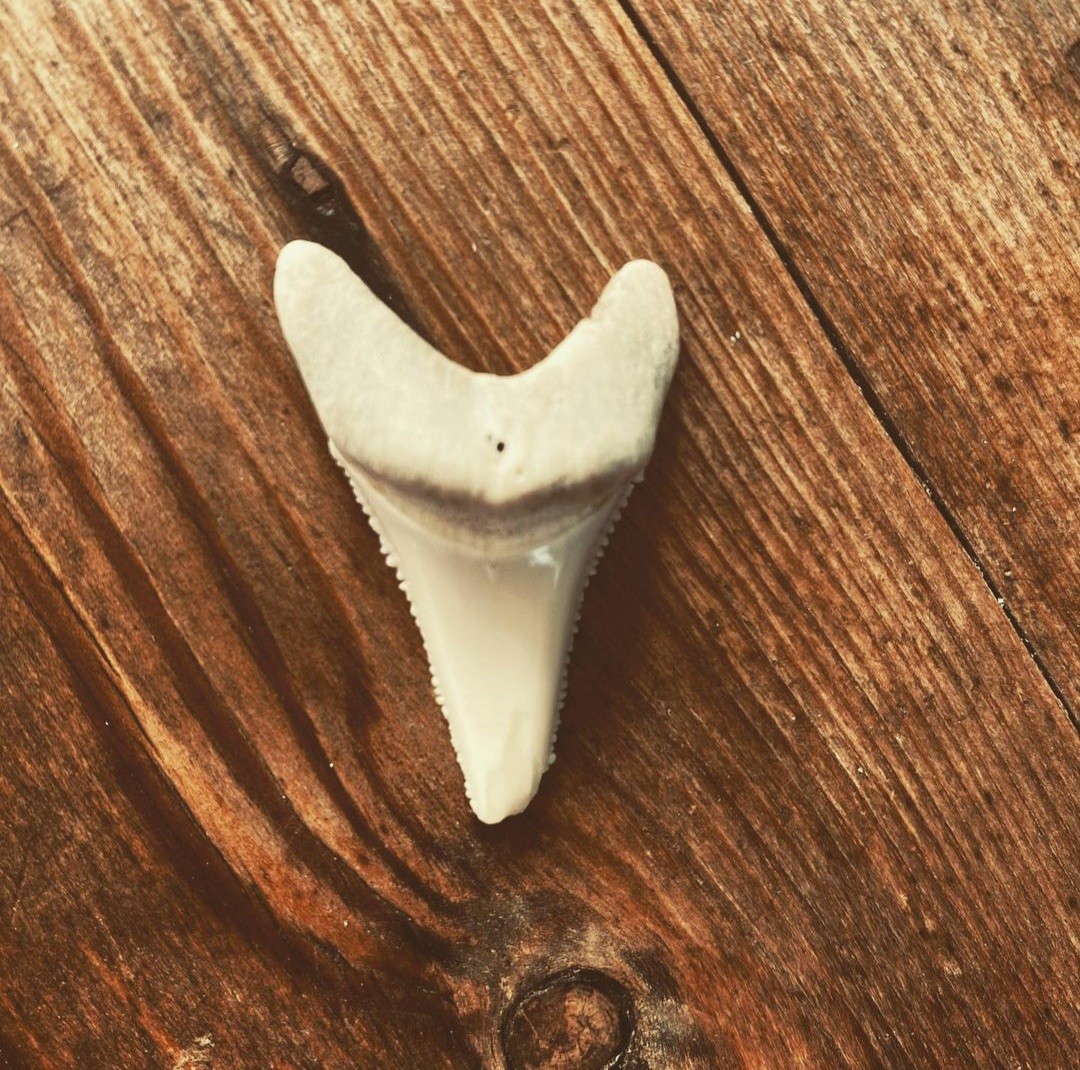 O dente do tubarão que atacou o surfista australiano Chris Blowes (Foto: Reprodução / Instagram )