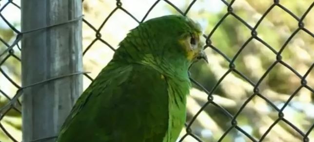 Papagaio que já levou tiro e picada de cobra escapa de ladrões e volta até o zoológico de Cascavel, no Paraná.  (Foto: Reprodução: RPC)