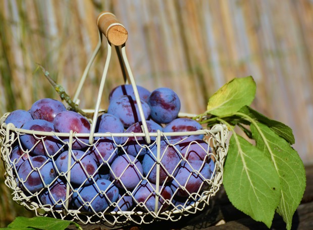 A ameixa roxa pode ser cultivada em climas quentes ou amenos  (Foto: PxHere/ Domínio Público / CreativeCommon)